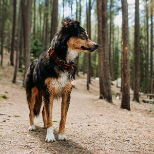 14ers- Simple Style - Copper Paws