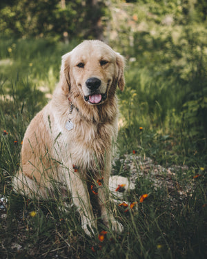 Aero- Simple Style - Copper Paws