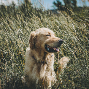 Washers- Simple Style - Copper Paws