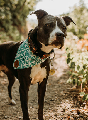 Basic Dog Tag - Copper Paws