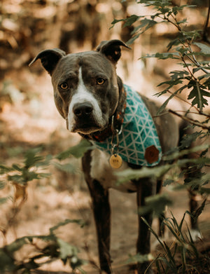 Basic Dog Tag - Copper Paws