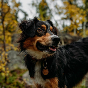 Treehugger- Simple Style - Copper Paws