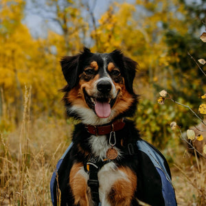 Treehugger- Simple Style - Copper Paws