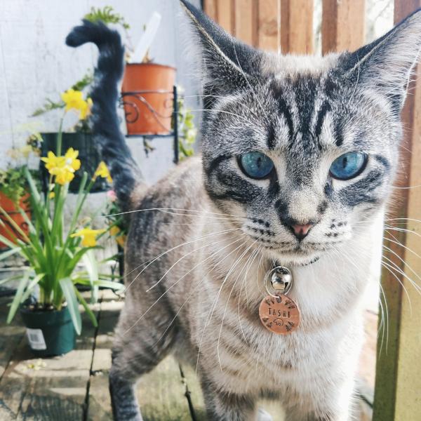 Little Bear- Kitty Tag - Copper Paws