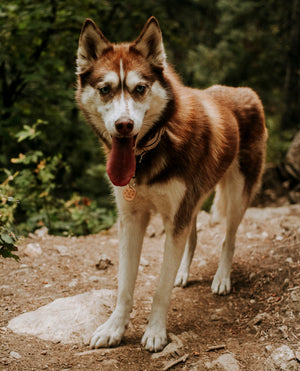 Wanderer- Simple Style - Copper Paws