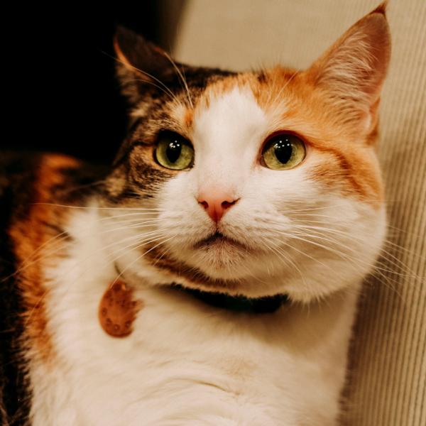 Lover- Kitty Tag - Copper Paws