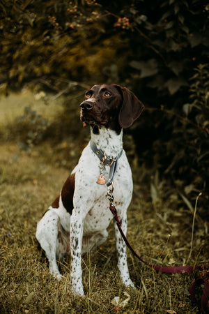 Freya- Simple Style - Copper Paws