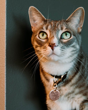 Nature Cat- Kitty Tag - Copper Paws