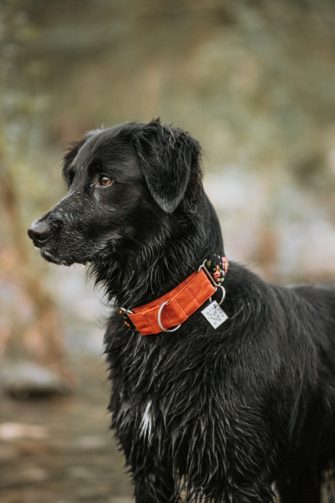 Astro- Simple Style - Copper Paws