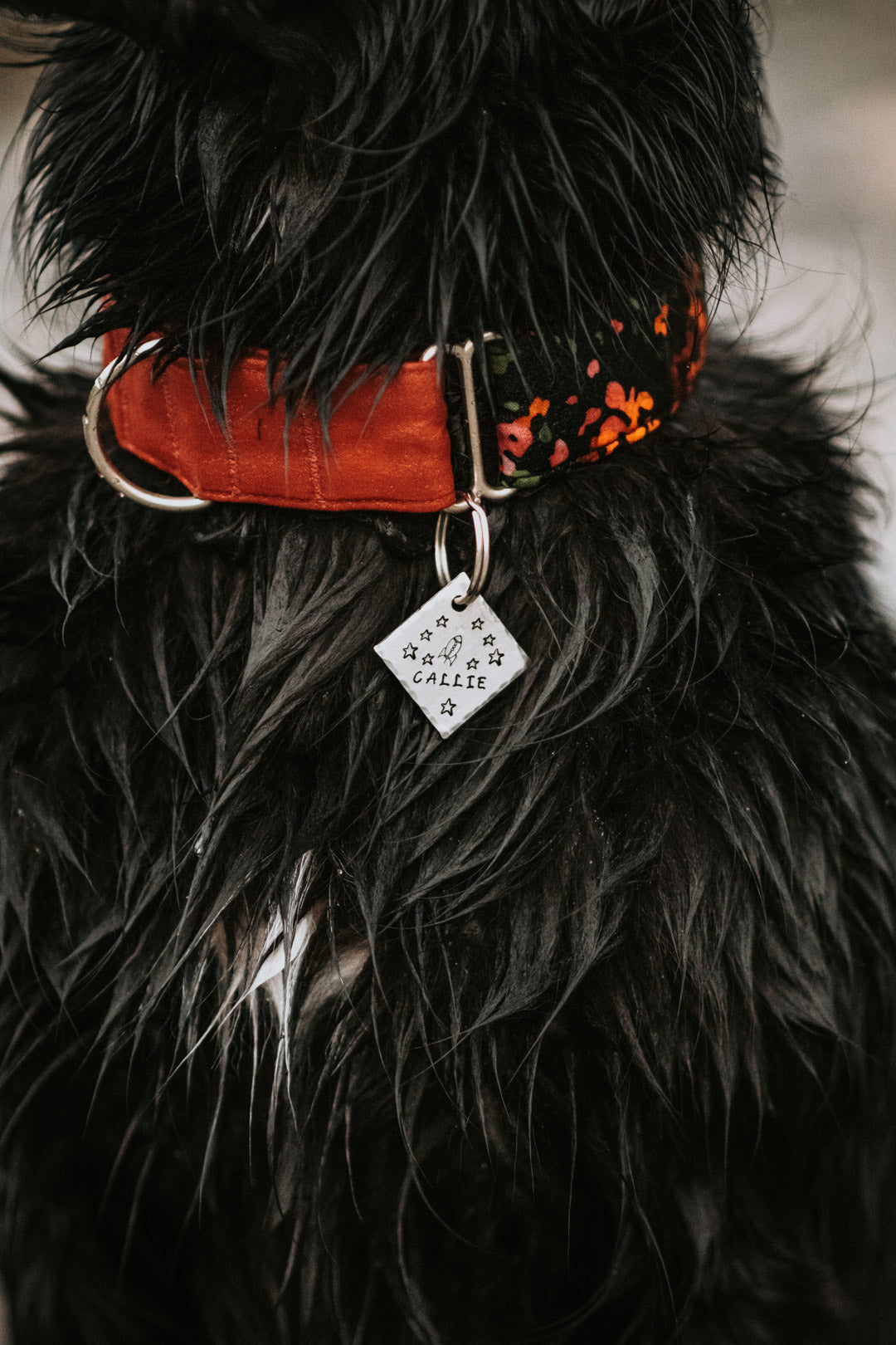 Astro- Simple Style - Copper Paws