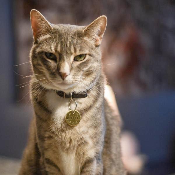 Tuna- Kitty Tag - Copper Paws