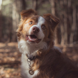 Washers- Simple Style - Copper Paws