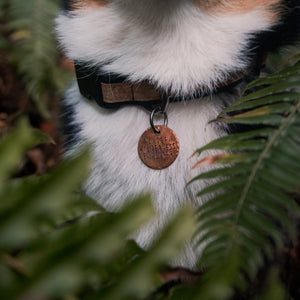 Chief Wilderness Explorer - Copper Paws